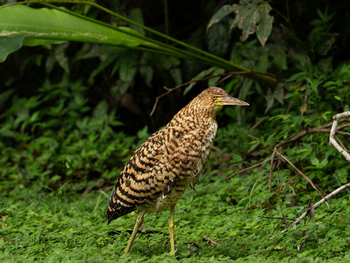 Бушля рудошия - ML646334254