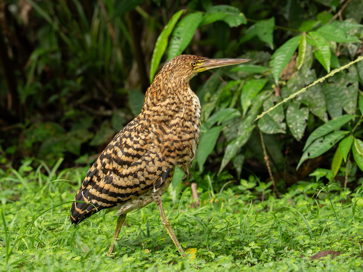 Бушля рудошия - ML646334255