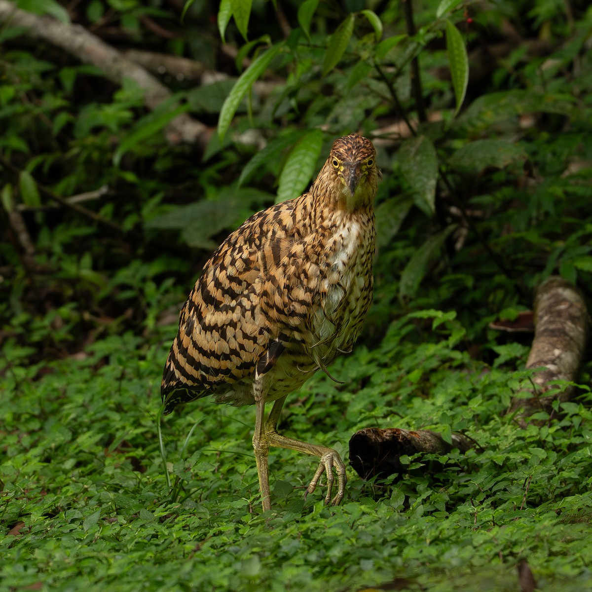 Бушля рудошия - ML646334256