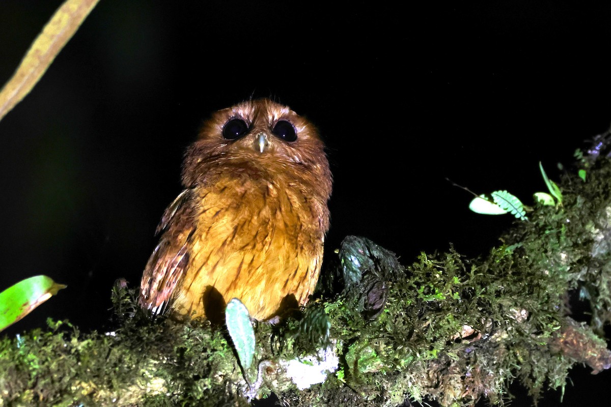 Сплюшка еквадорська - ML646334257