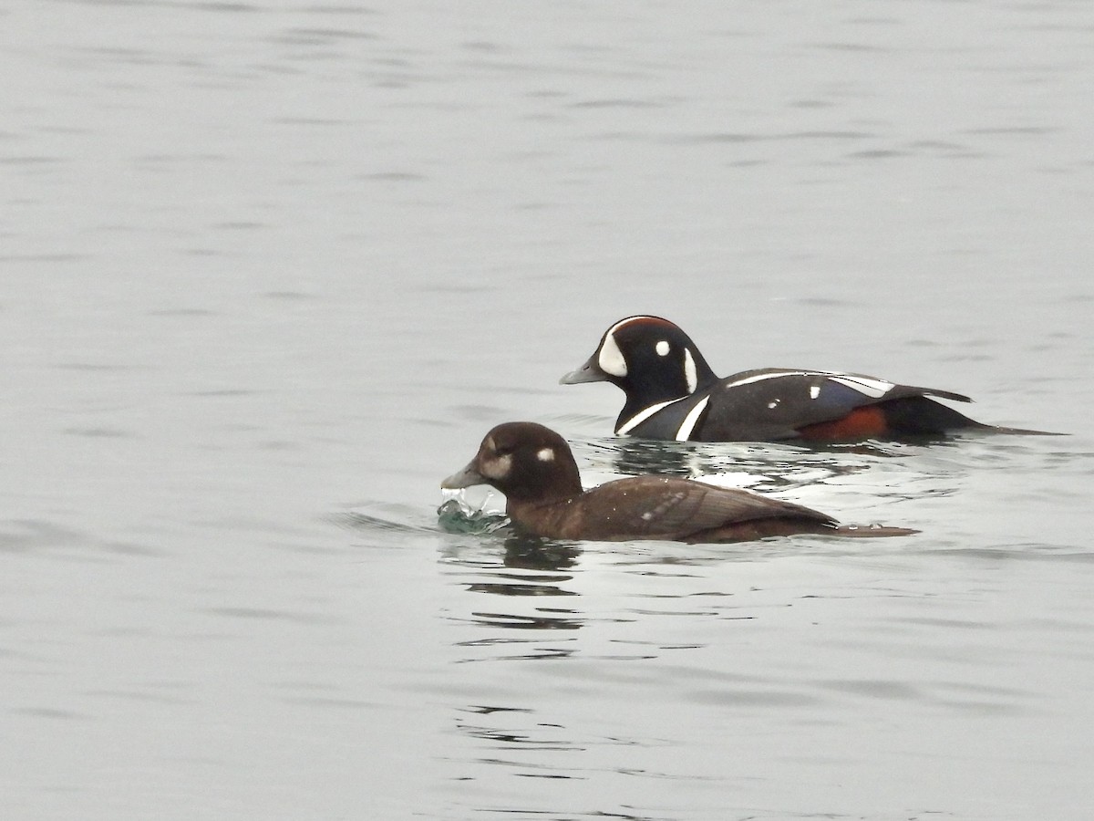 Каменярка - ML646334258