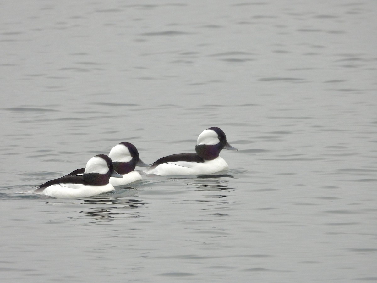 Bufflehead - ML646334263