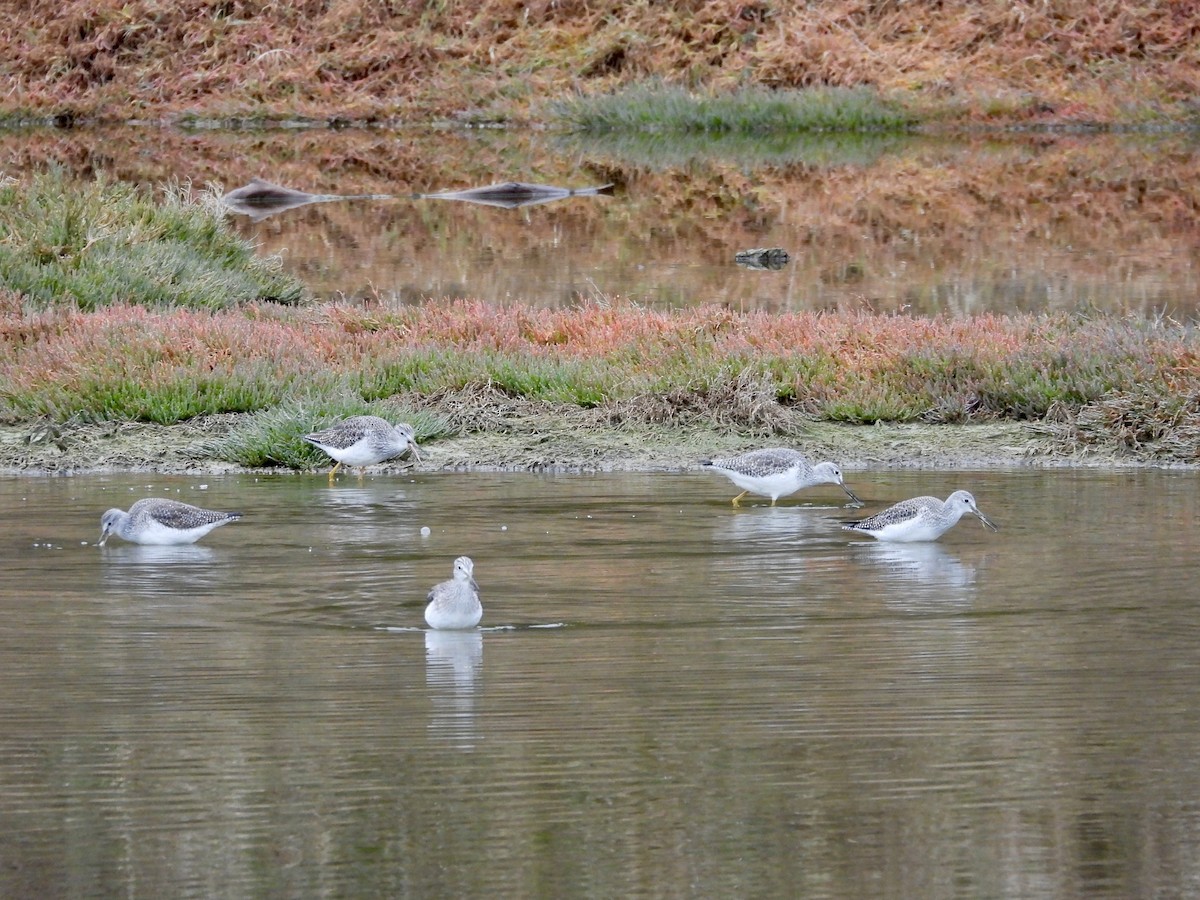 Greater Yellowlegs - ML646334264