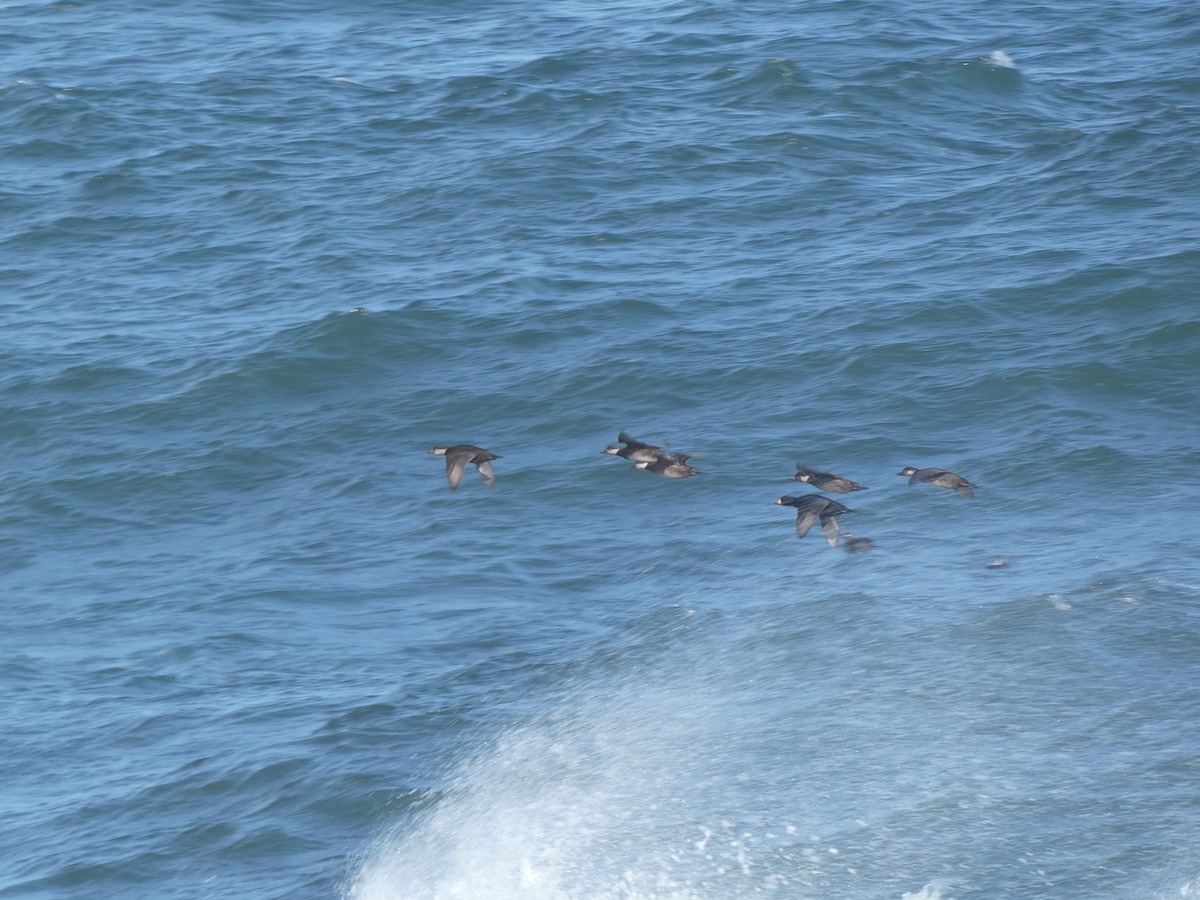 amerikasvartand - ML646334265