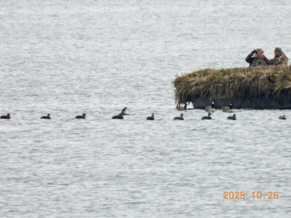 Mallard - ML646334267