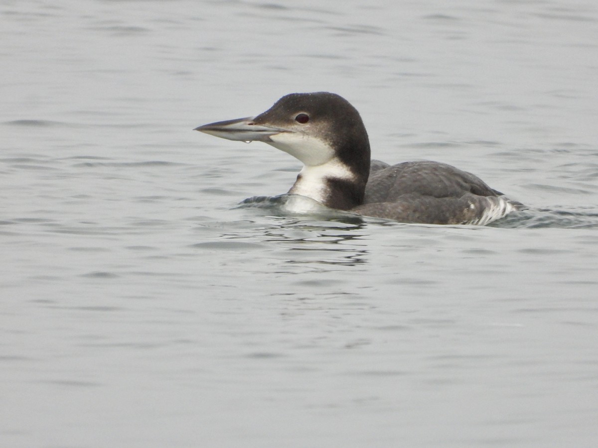 Common Loon - ML646334268