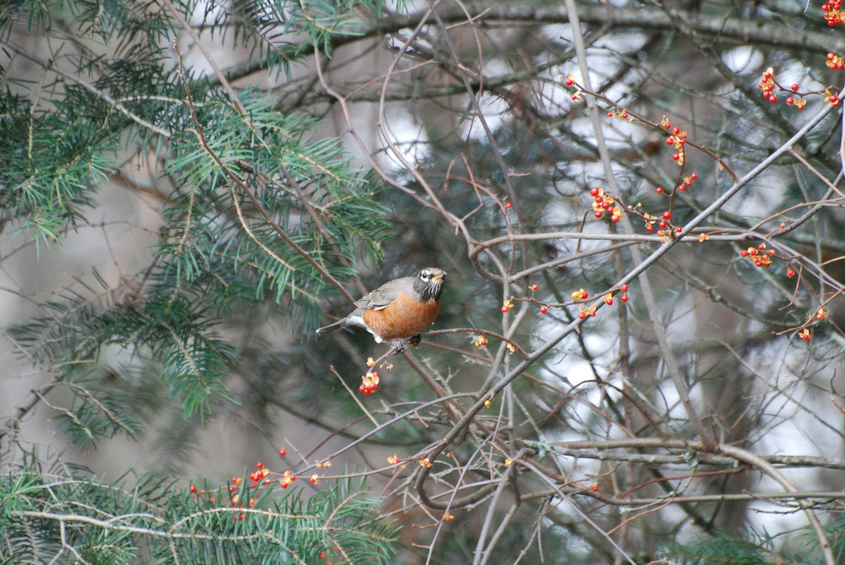 American Robin - ML646334270