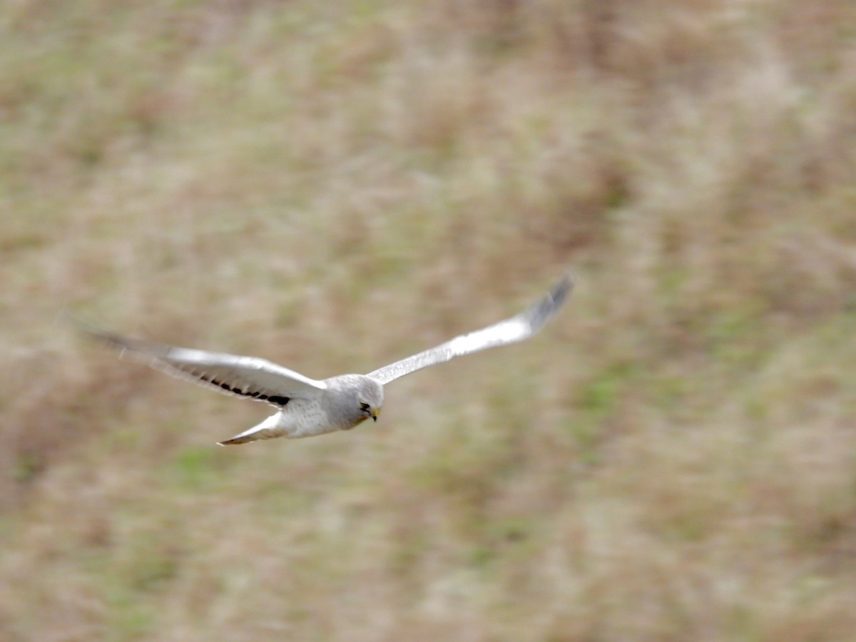 Northern Harrier - ML646334273