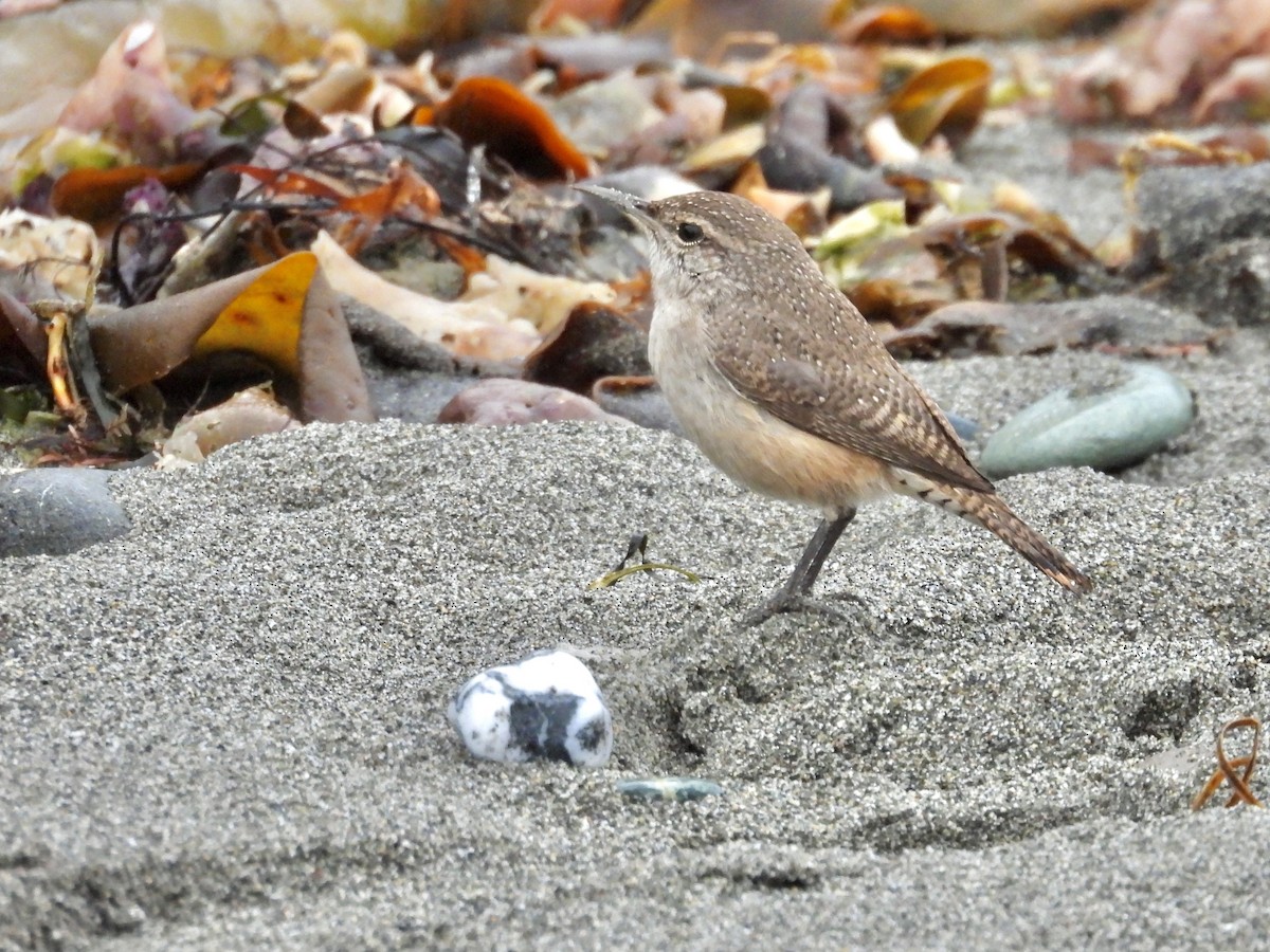 Rock Wren - ML646334276