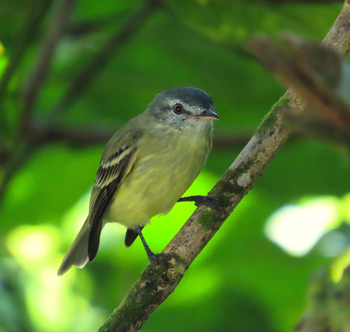 White-fronted Tyrannulet - ML646334277