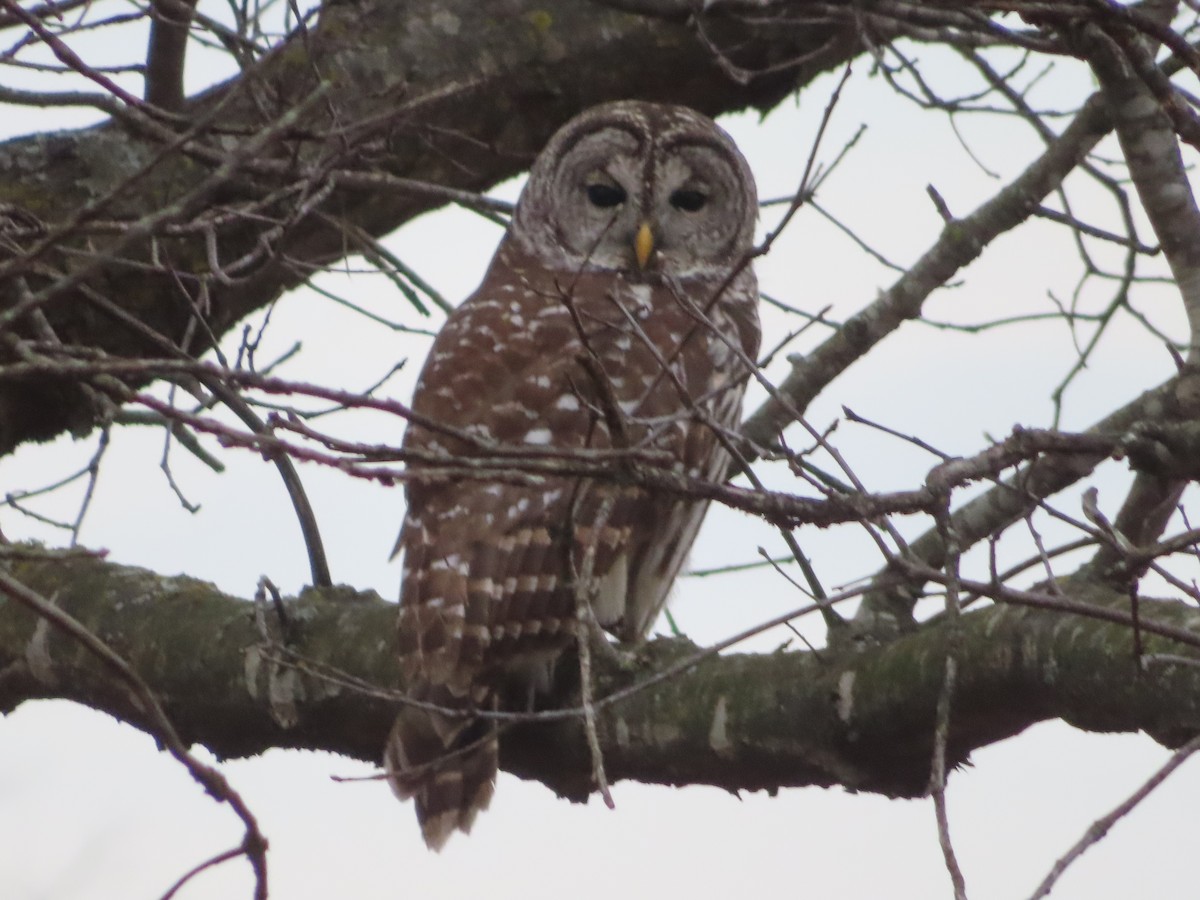 Barred Owl - ML646334278
