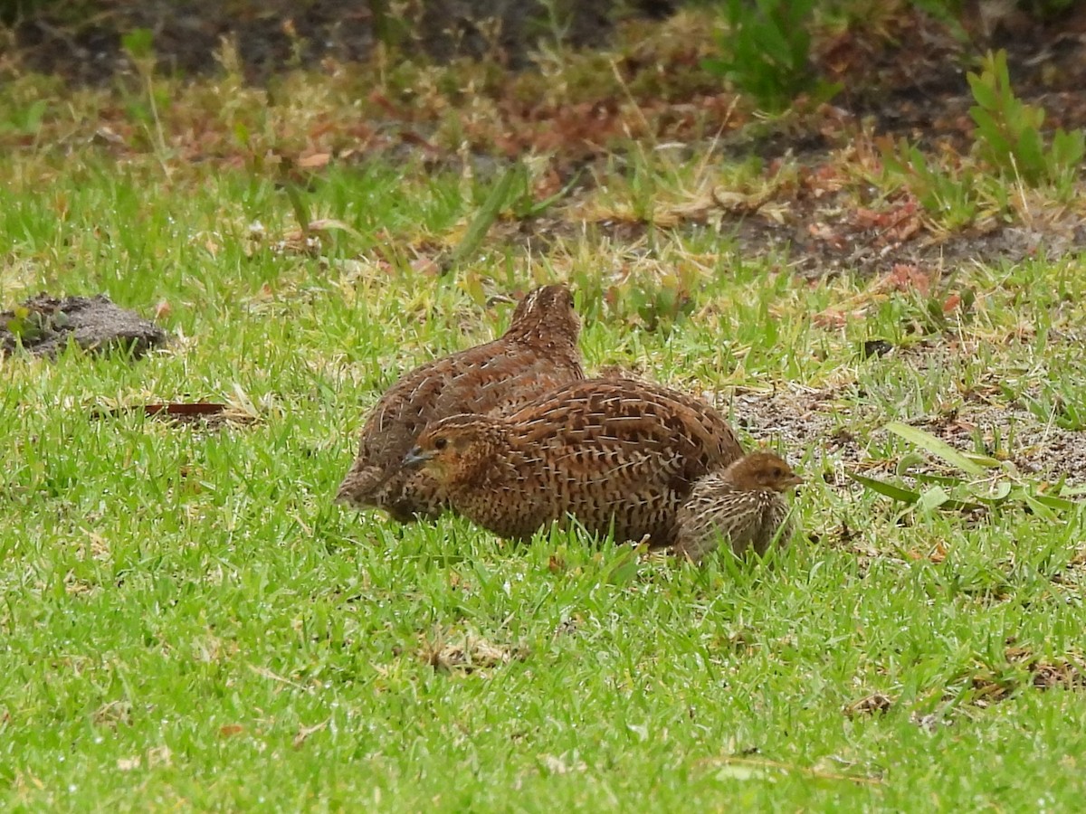 Brown Quail - ML646334281
