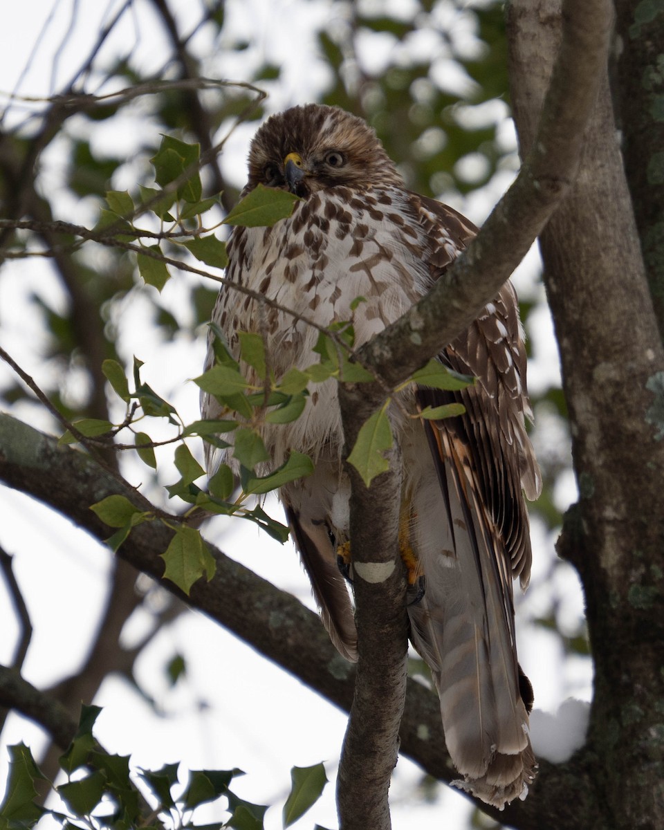 Red-shouldered Hawk - ML646334282