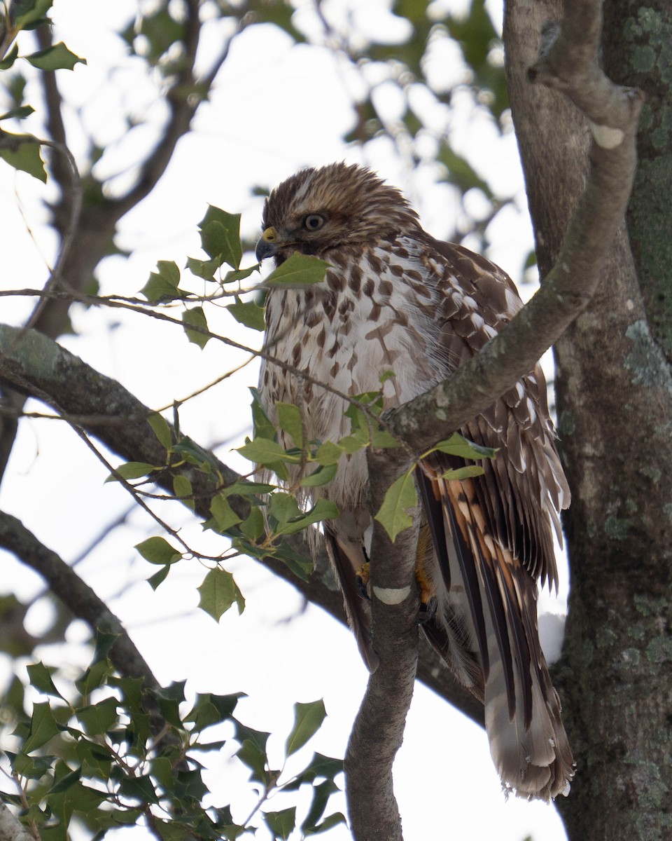 Red-shouldered Hawk - ML646334283