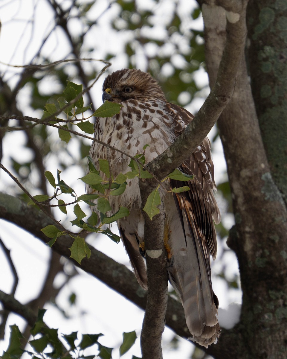 Red-shouldered Hawk - ML646334284