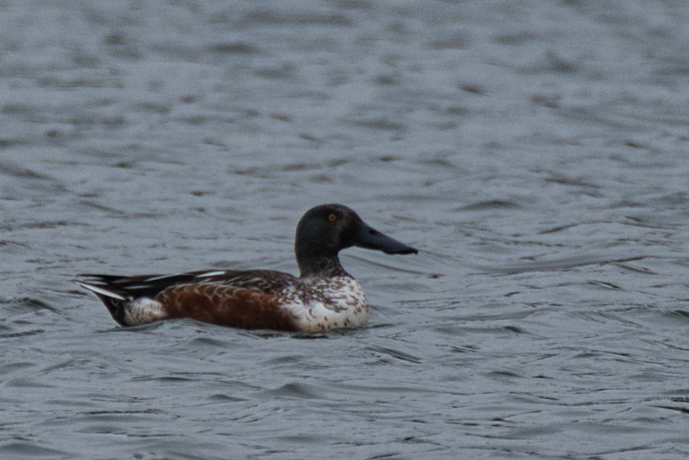 Mestolone - ML646334288