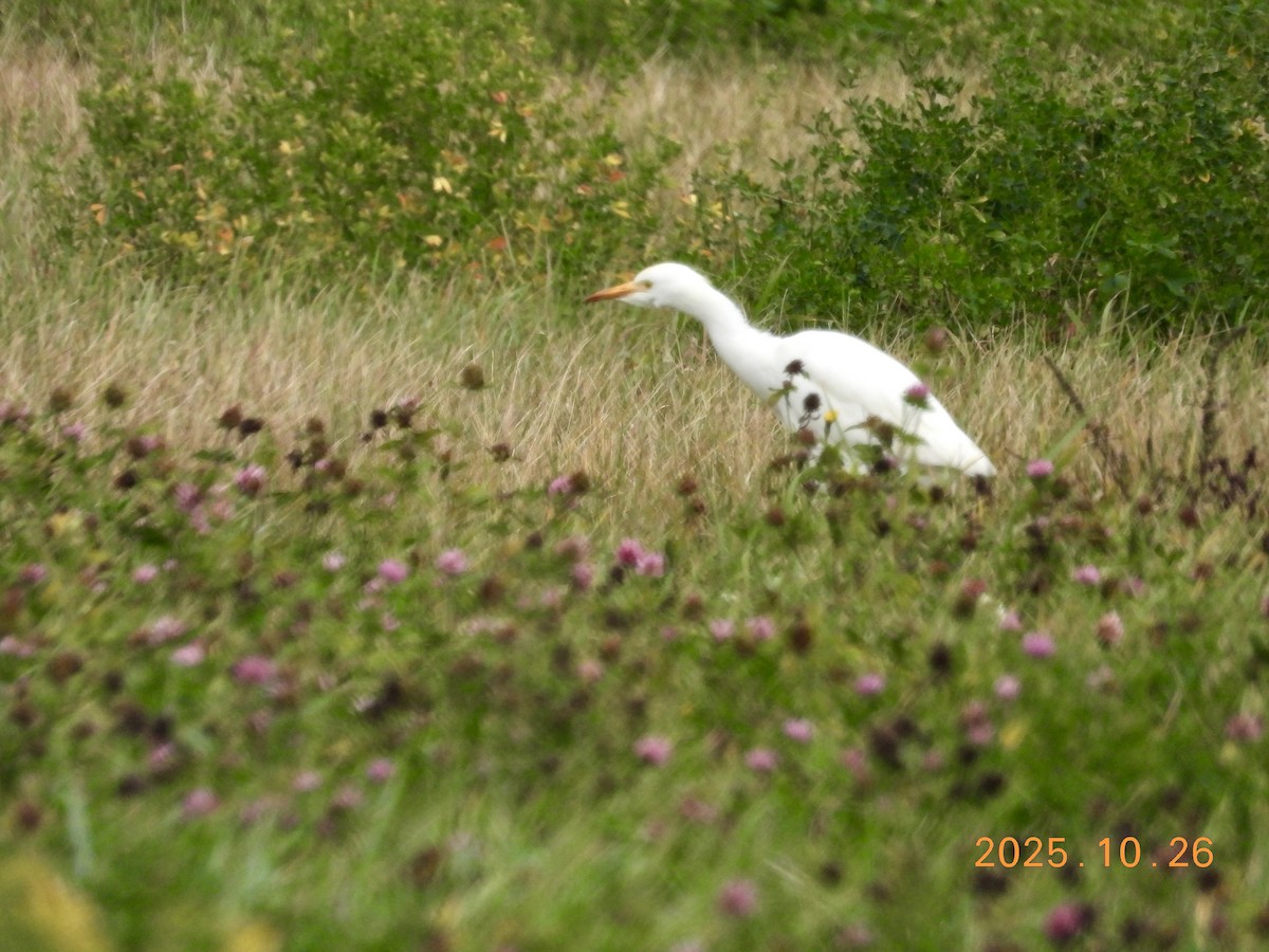 Western Cattle-Egret - ML646334290