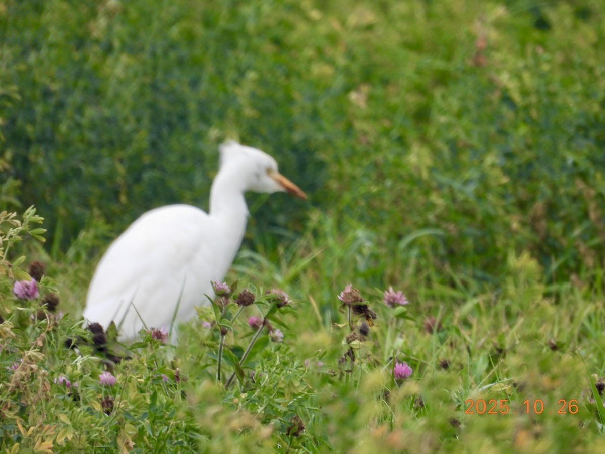 Western Cattle-Egret - ML646334291