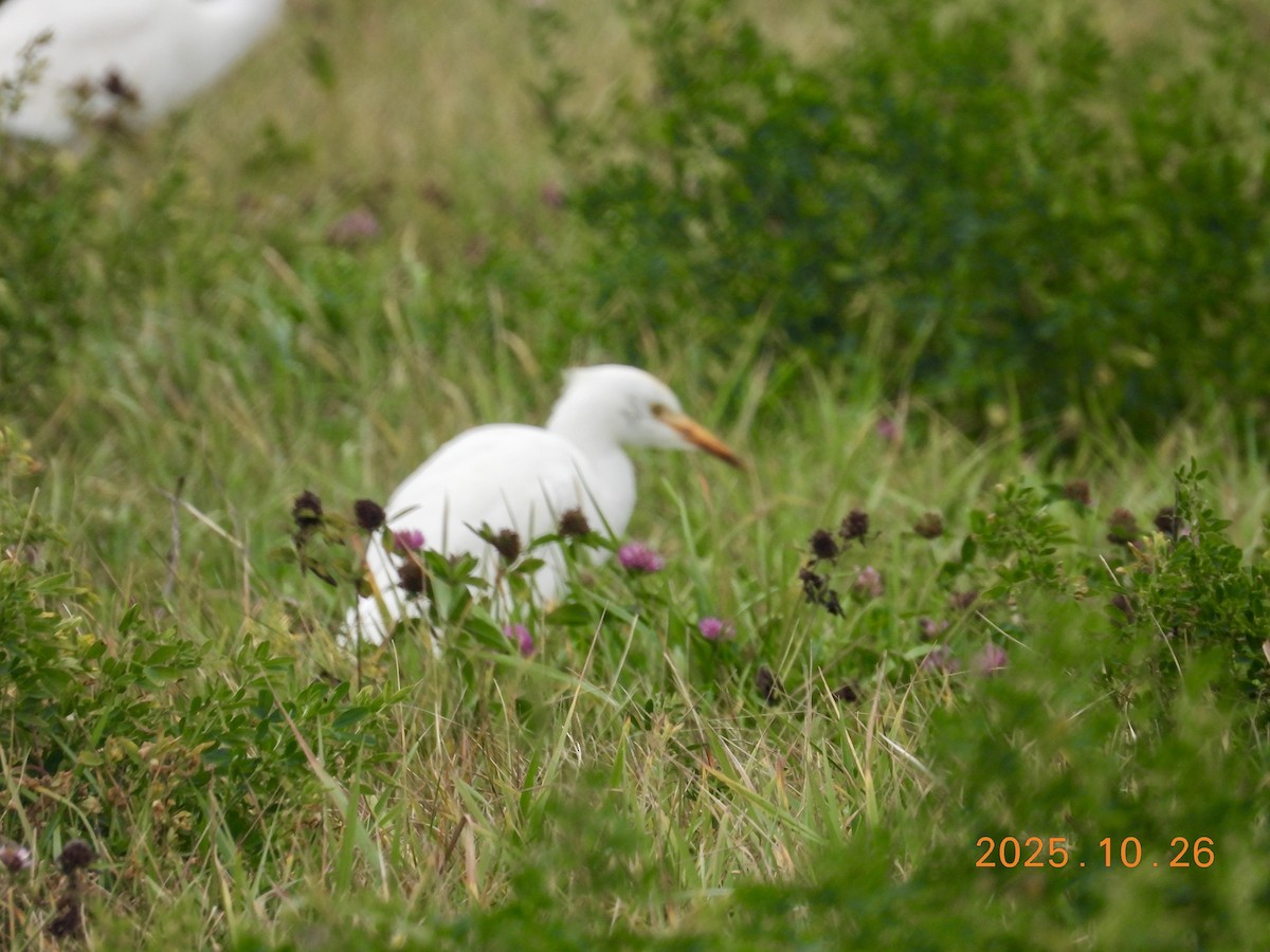 Western Cattle-Egret - ML646334292