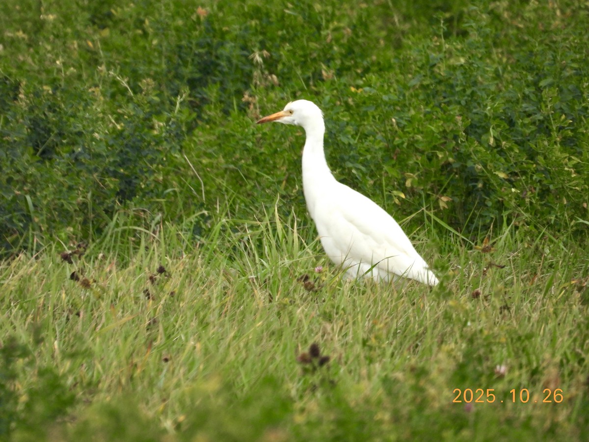 Western Cattle-Egret - ML646334293