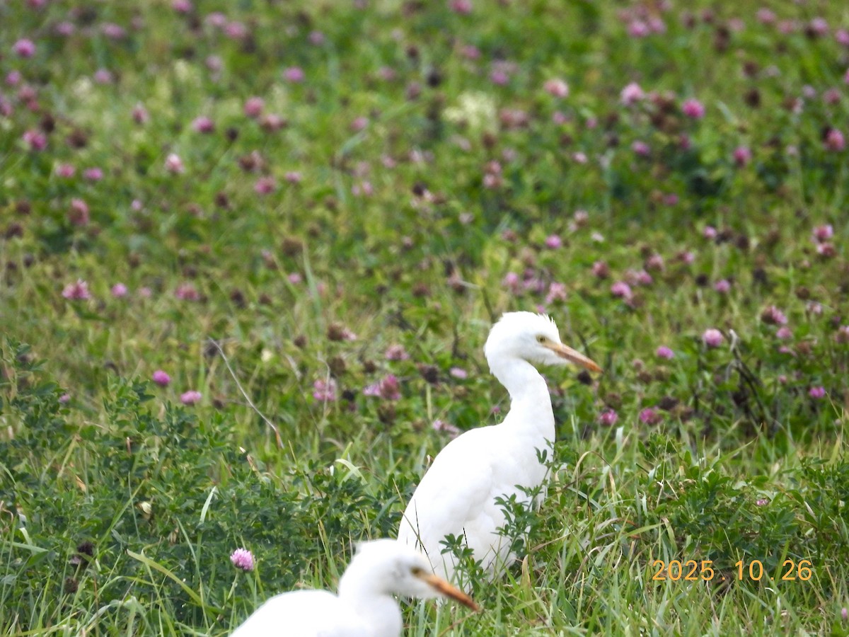 Western Cattle-Egret - ML646334294