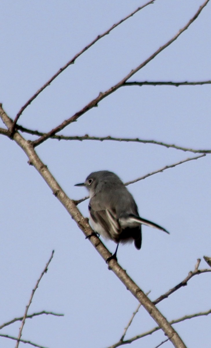 Blue-gray Gnatcatcher - ML646334295