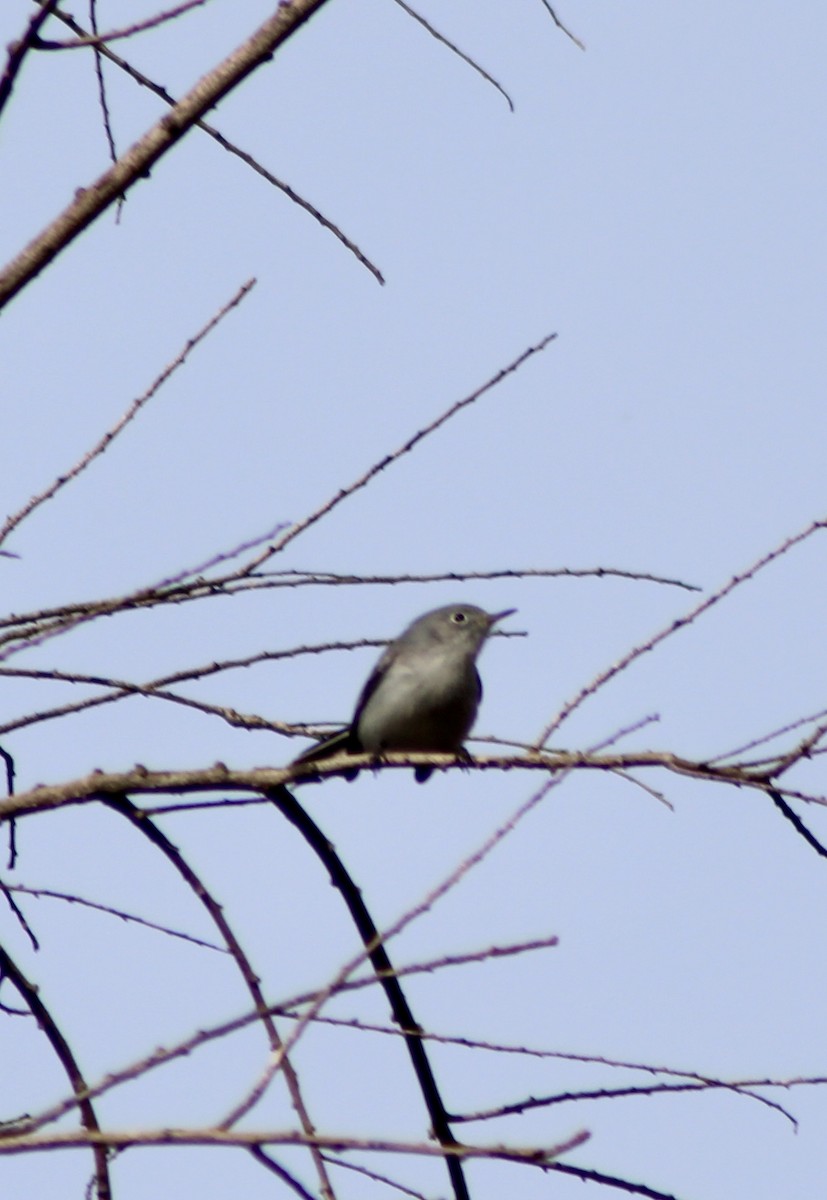 Blue-gray Gnatcatcher - ML646334296