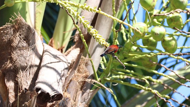 Purple-throated Sunbird - ML646334318