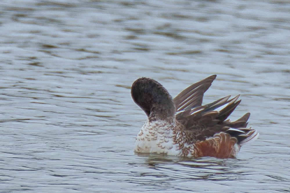 Mestolone - ML646334319