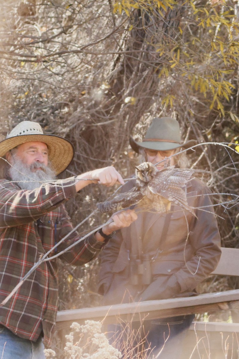 Long-eared Owl - ML646334321