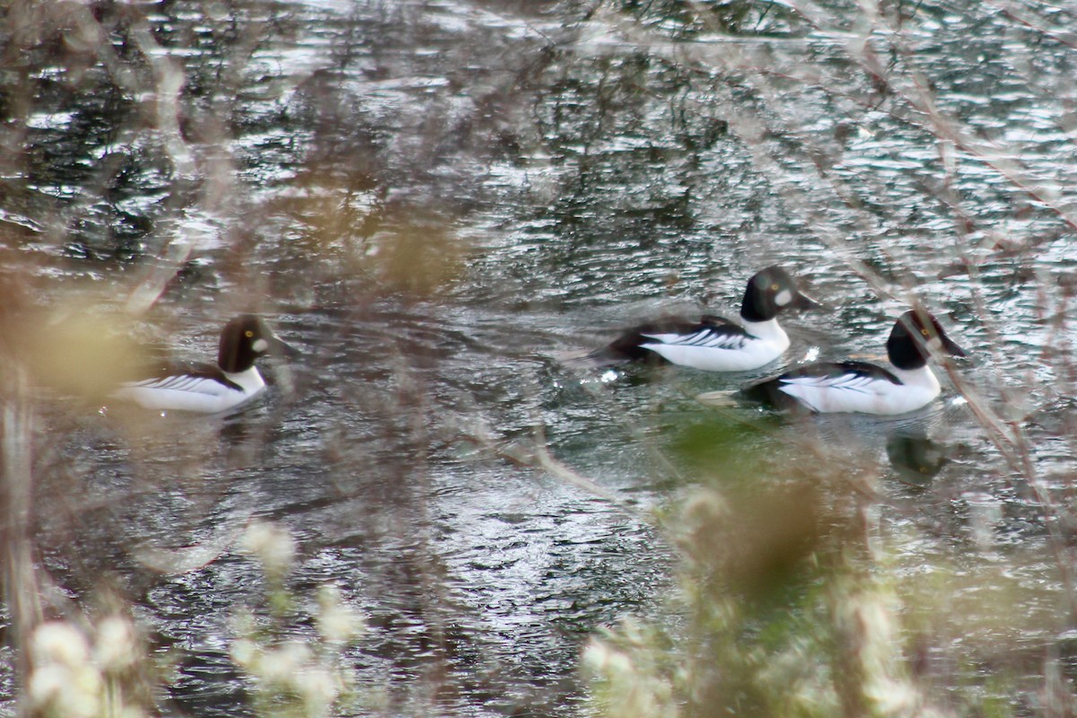 Common Goldeneye - ML646334322