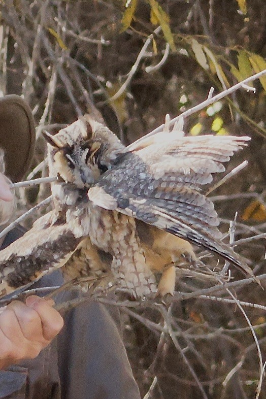Long-eared Owl - ML646334325