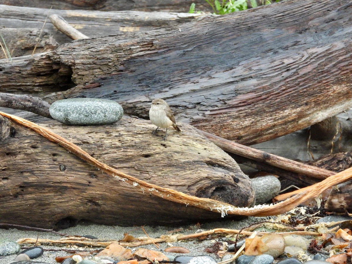 Rock Wren - ML646334331