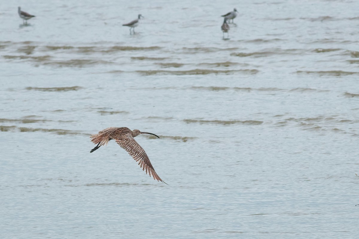 Far Eastern Curlew - ML646334332