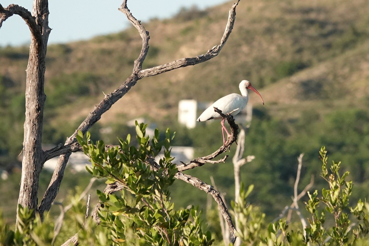 White Ibis - ML646334334