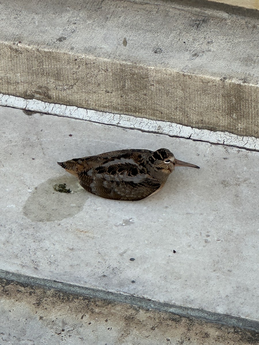 American Woodcock - ML646334343