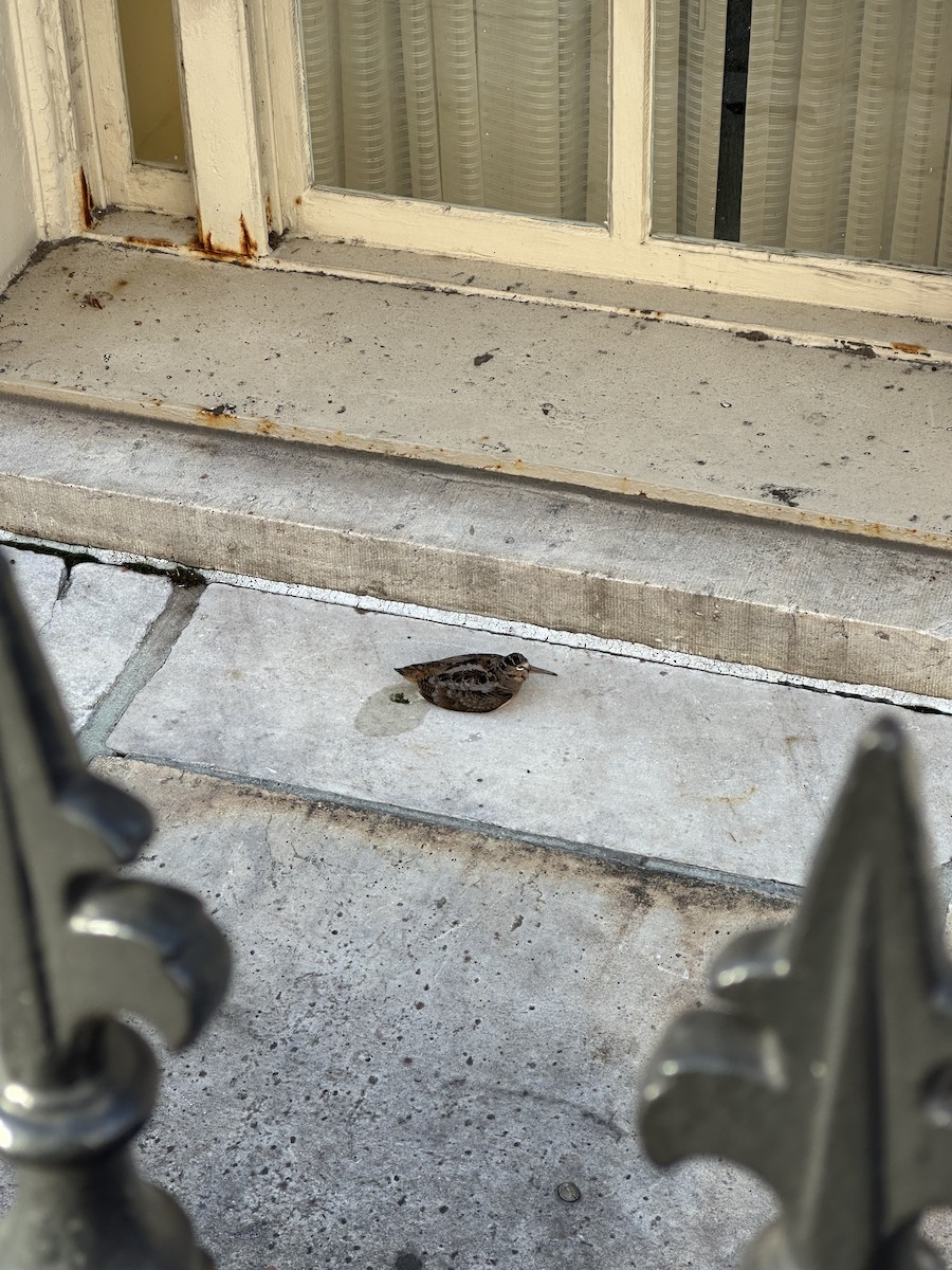 American Woodcock - ML646334344