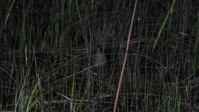 Yellow Rail - ML646334345