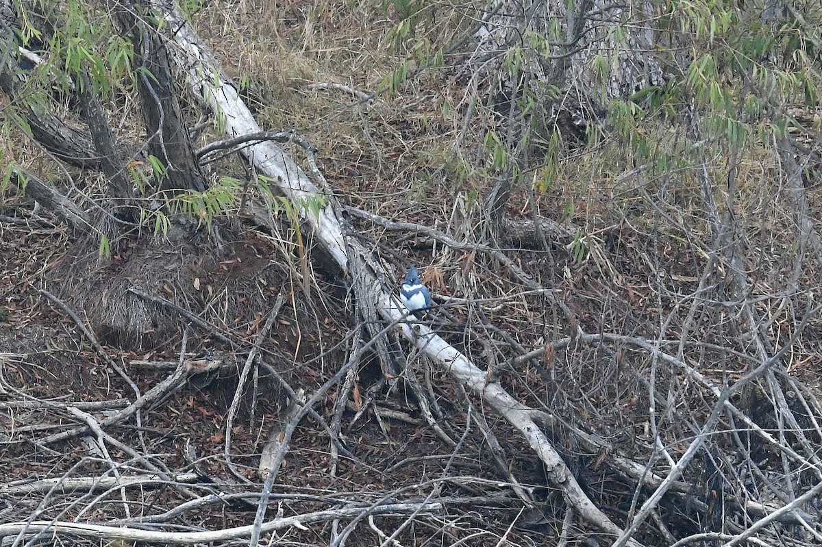 rybařík pruhoprsý - ML646334347