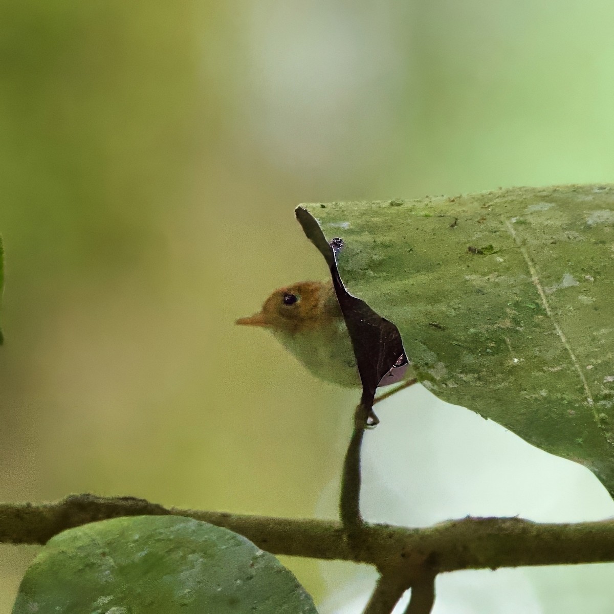 Зондская расписная пеночка - ML646334348