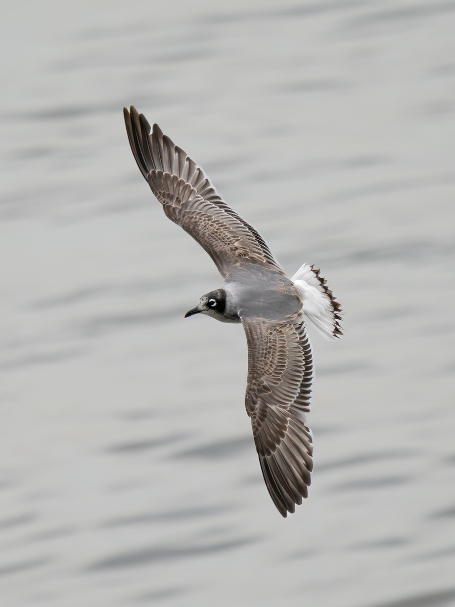 ワライカモメ - ML646334349