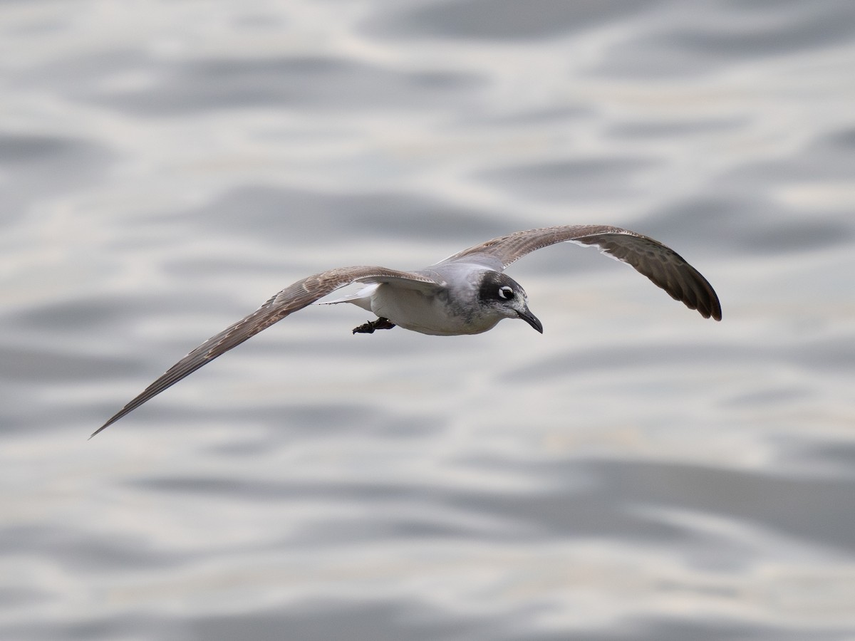 Laughing Gull - ML646334351