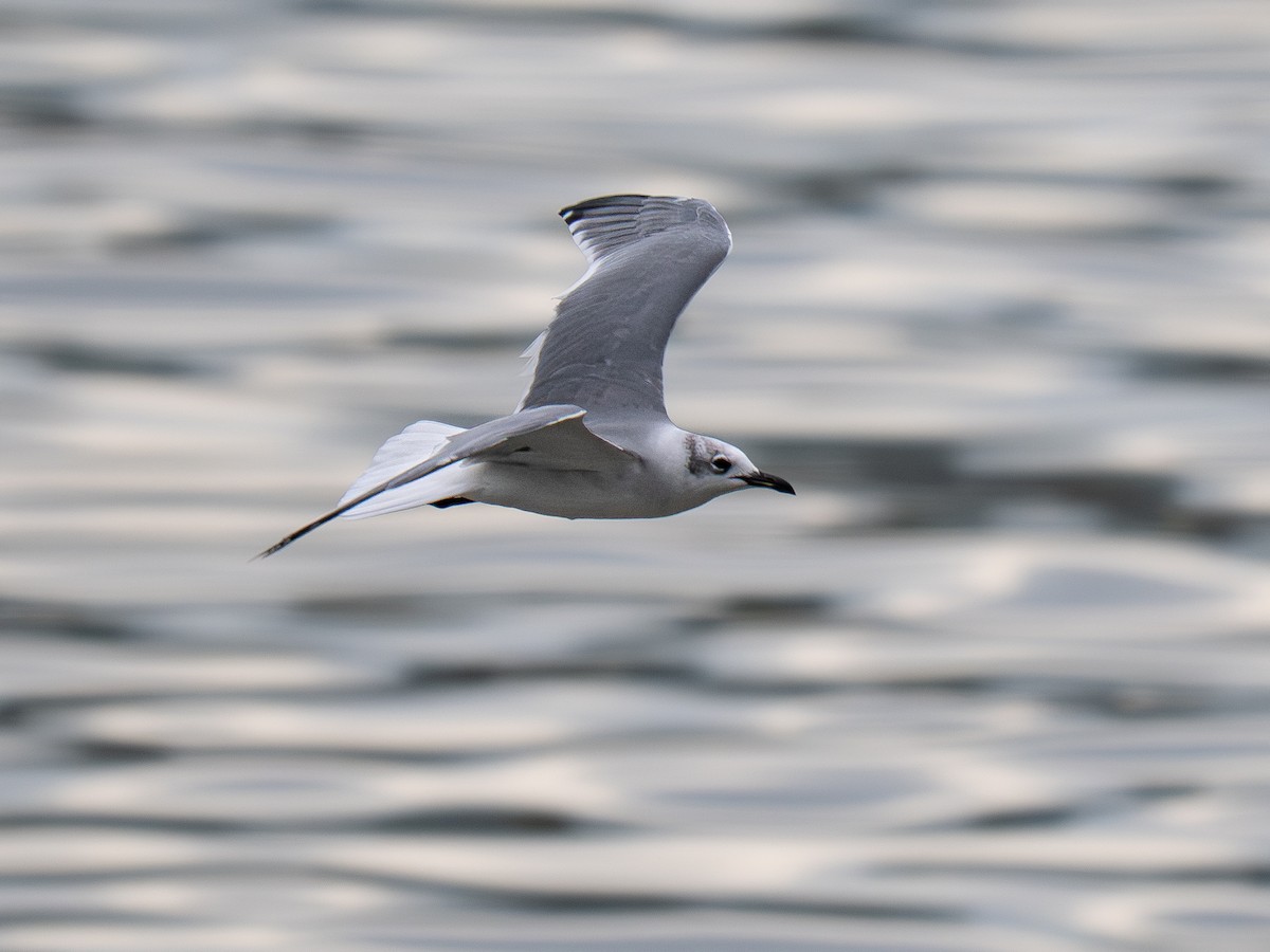Laughing Gull - ML646334352