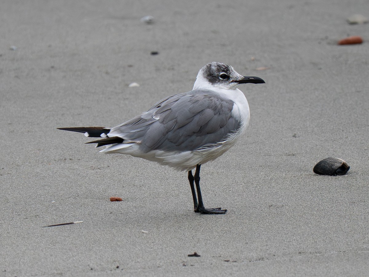 Laughing Gull - ML646334355