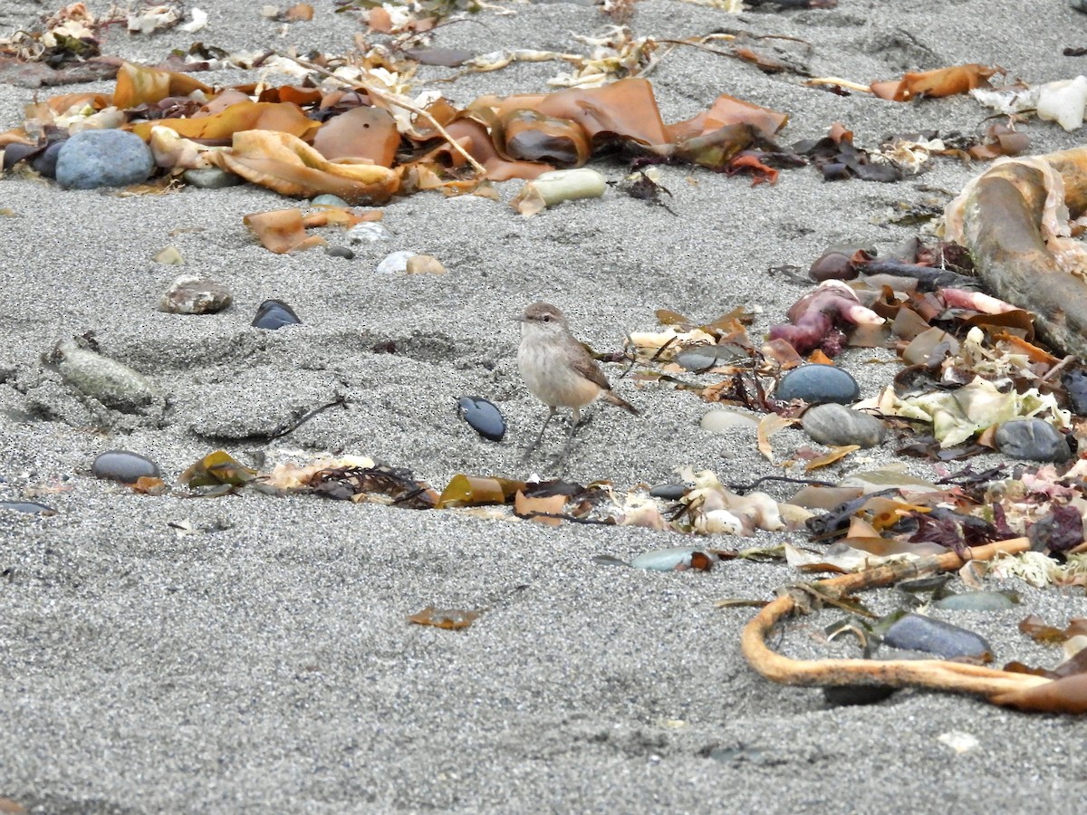 Rock Wren - ML646334356