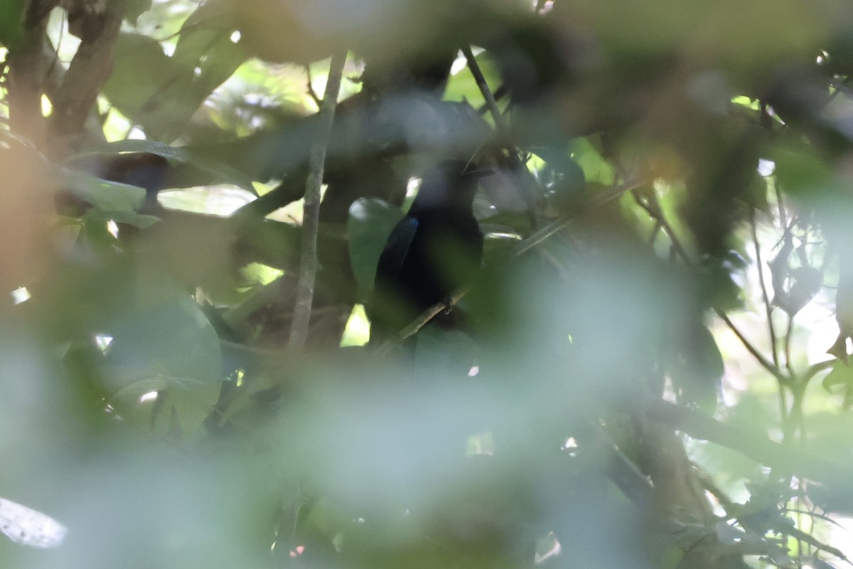 Short-tailed Drongo - ML646334357