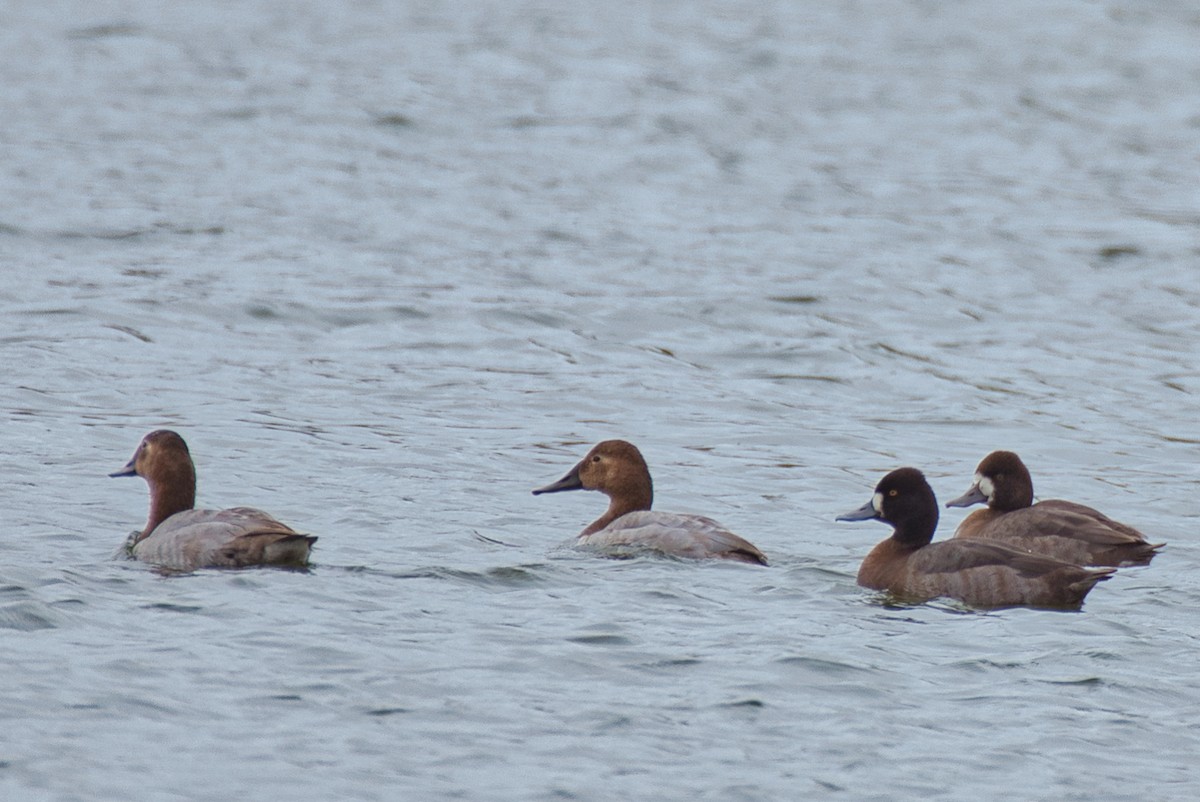 Canvasback - ML646334358