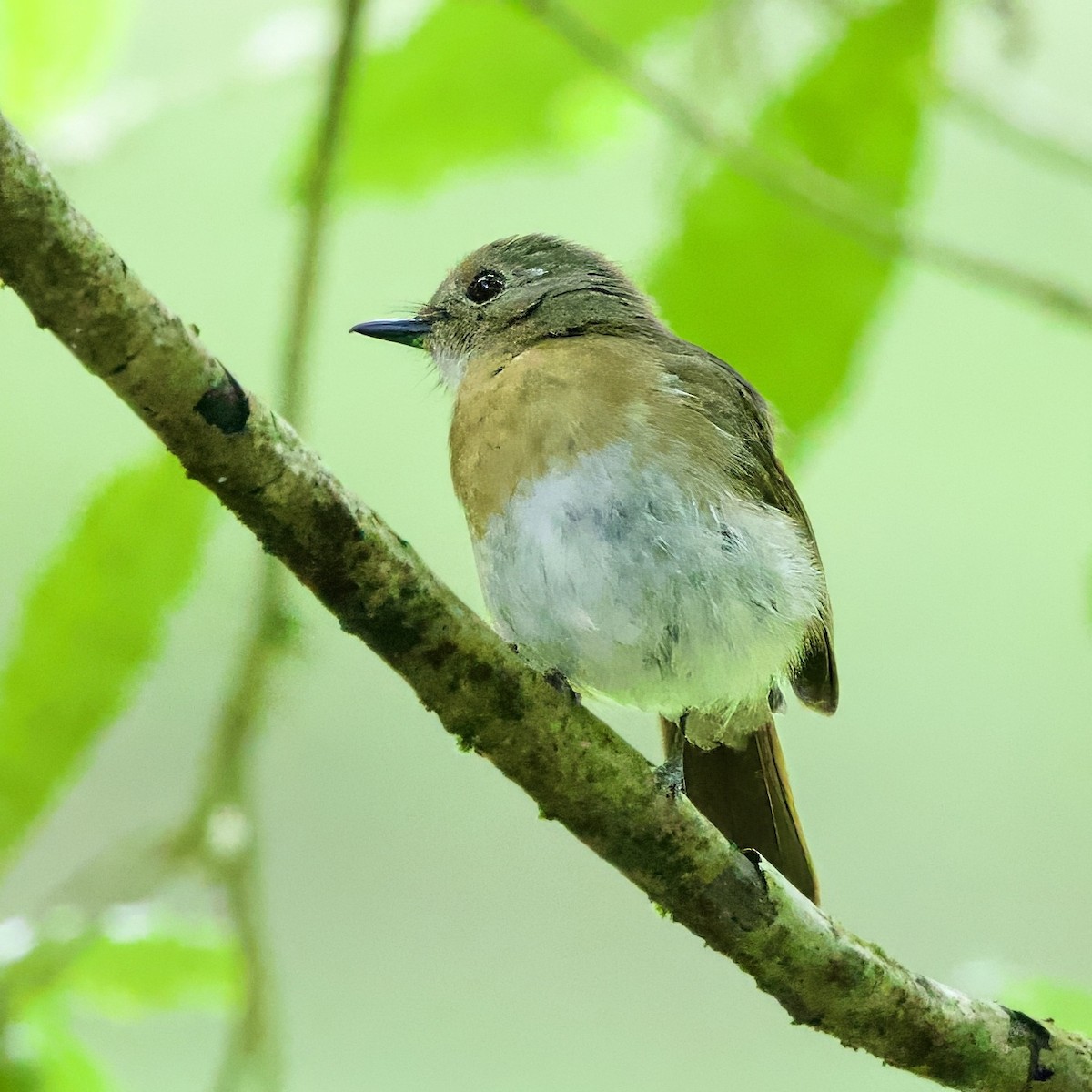Fulvous-chested Jungle Flycatcher - ML646334359