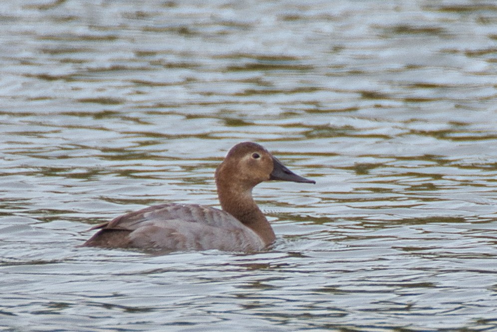 Canvasback - ML646334360