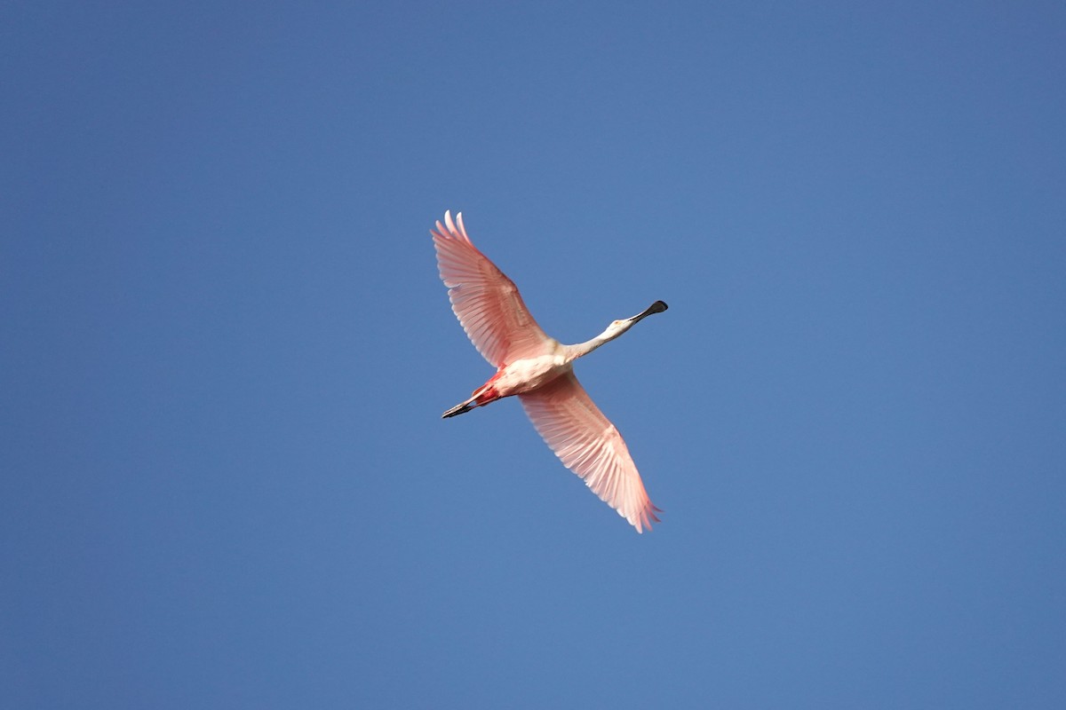 Roseate Spoonbill - ML646334361